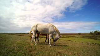 Seaspray And The Honeyles