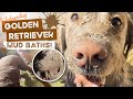 Golden Retriever mud baths, Buddy the Staffy learns to love the paddock races