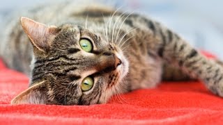 ГДЕ У КОТОВ НАХОДИТСЯ УРЧАЛЬНИК ? ГДЕ У КОТОВ НАХОДИТСЯ УРЧАЛЬНИК ?