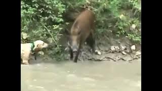 1 ekor babi di keroyok 5 ekor anjing...ahirnya..