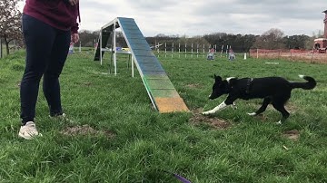 Pashions Agility Journey | Running Contacts