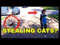 Is Your Cat Safe Around Amazon Drivers?