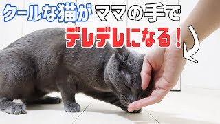 普段クールな猫がママの手でデレデレになる！