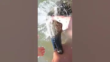 Bitten by a Nile Crocodile! #crocodile  #bite  #shorts