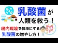 「乳酸菌」入門編。乳酸菌が人類を救う！乳酸菌の増やし方とは！？乳酸菌の世界へようこそ。【栄養チャンネル信長】