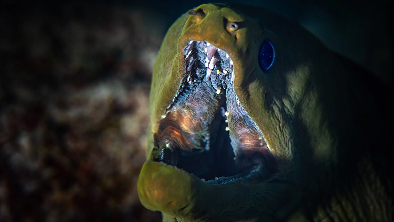 This Eel Has a Hidden Second Jaw — And It’s Terrifying!