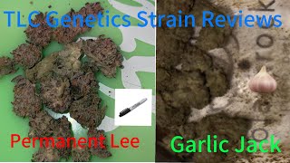 The TLC Genetic Show : Permanent Lee x Garlic Jack (Strain Review)