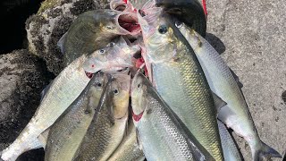 Shad Fishing At Bonneville Dam 