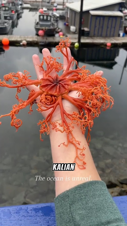 Mahluk aneh dari planet lain