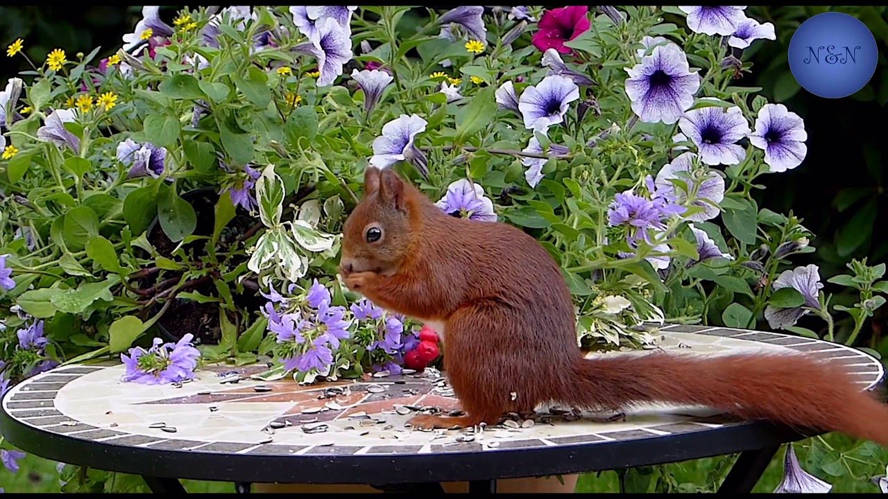Adorable Life Style of Squirrel | Most Attractive Squirrel | Beautiful Nature Movements Adorable Life Style of Squirrel | Most Attractive Squirrel | Beautiful Nature Movements