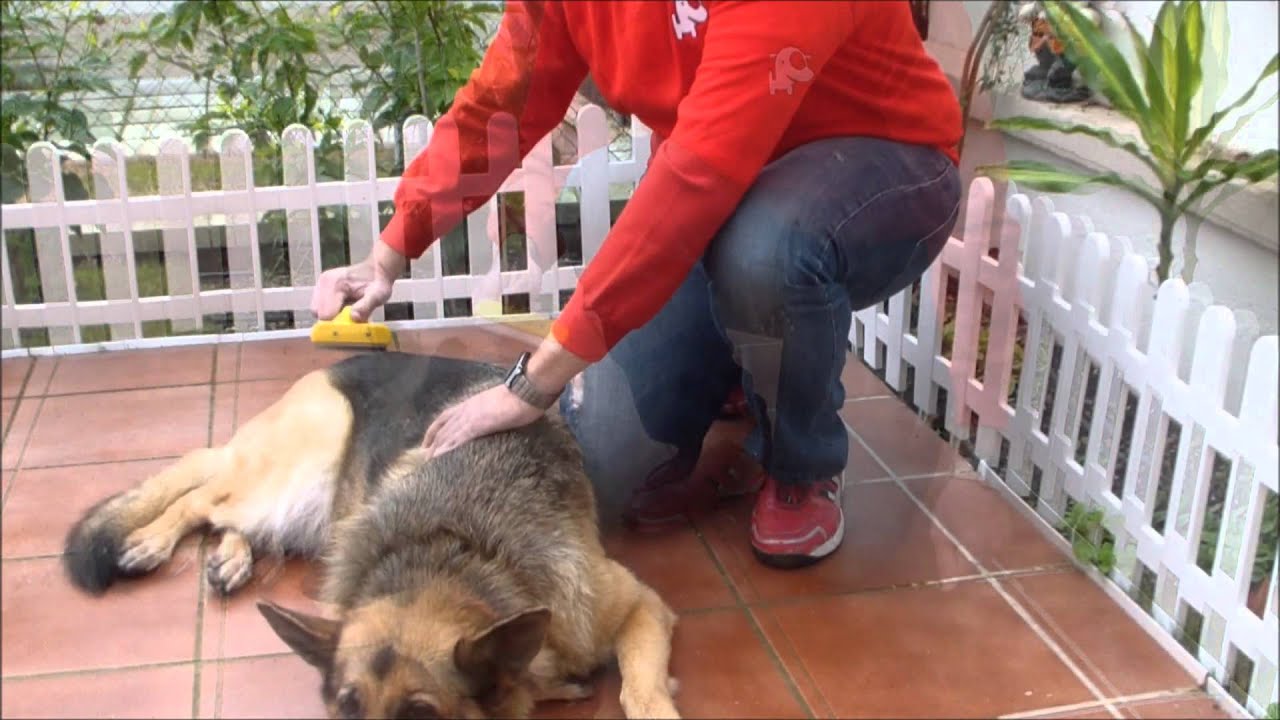 Cuida a tu perro  El Cepillado con KIWOKO  YouTube