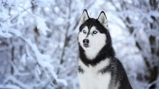 Husky Pros & Cons مميزات وعيوب كلاب الهاسكي