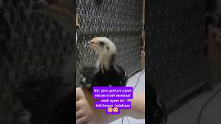 Download Lagu anak ayam yang malang #pets #ayam #fyp MP3