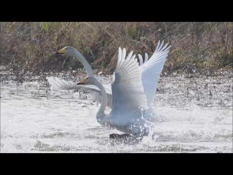 チャイコフスキー: バレエ音楽｢白鳥の湖｣：ナポリの踊り(第3幕)［ナクソス・クラシック・キュレーション #コミカル］