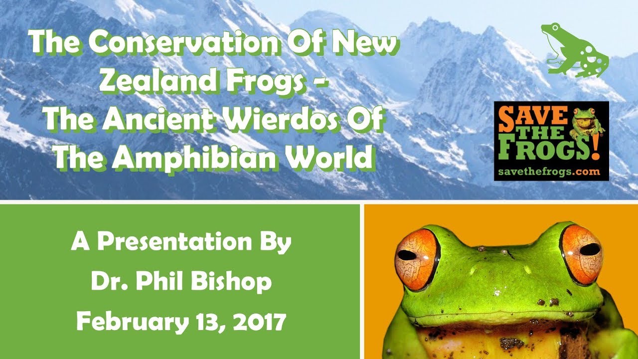new zealand currency Dr. Phil Bishop: The Conservation Of New Zealand Frogs - The Ancient Wierdos Of The Amphibian World
