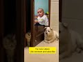 Dog jeth jee|crimsy||krimsy cat funny videos|#shorts #shortsvideo #viral #ytshorts#comedy #cute#baby