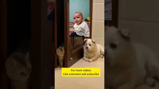 Dog jeth jee|crimsy||krimsy cat funny videos|#shorts #shortsvideo #viral #ytshorts#comedy #cute#baby