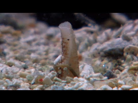 Los caracoles cono son unos cazadores natos | NATIONAL GEOGRAPHIC ESPAÑA hqdefault