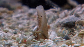 Los caracoles cono son unos cazadores natos | NATIONAL GEOGRAPHIC ESPAÑA
