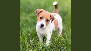 Barking in the Echoes of Happiness