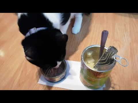 Țupi #cat choosed #pineapple in place of  #tuna in can? #catloversclub #cutecat #funny #video #funny