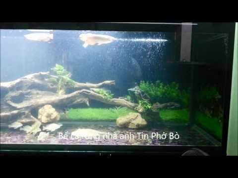 Video Bể cá rồng nhà anh Tin Phở Bò - youtube