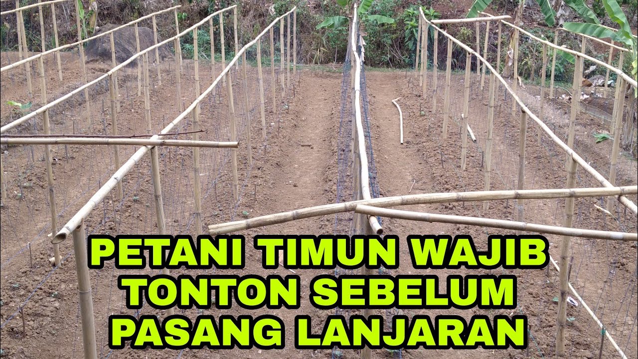 tiang lanjaran mentimun dari bambu