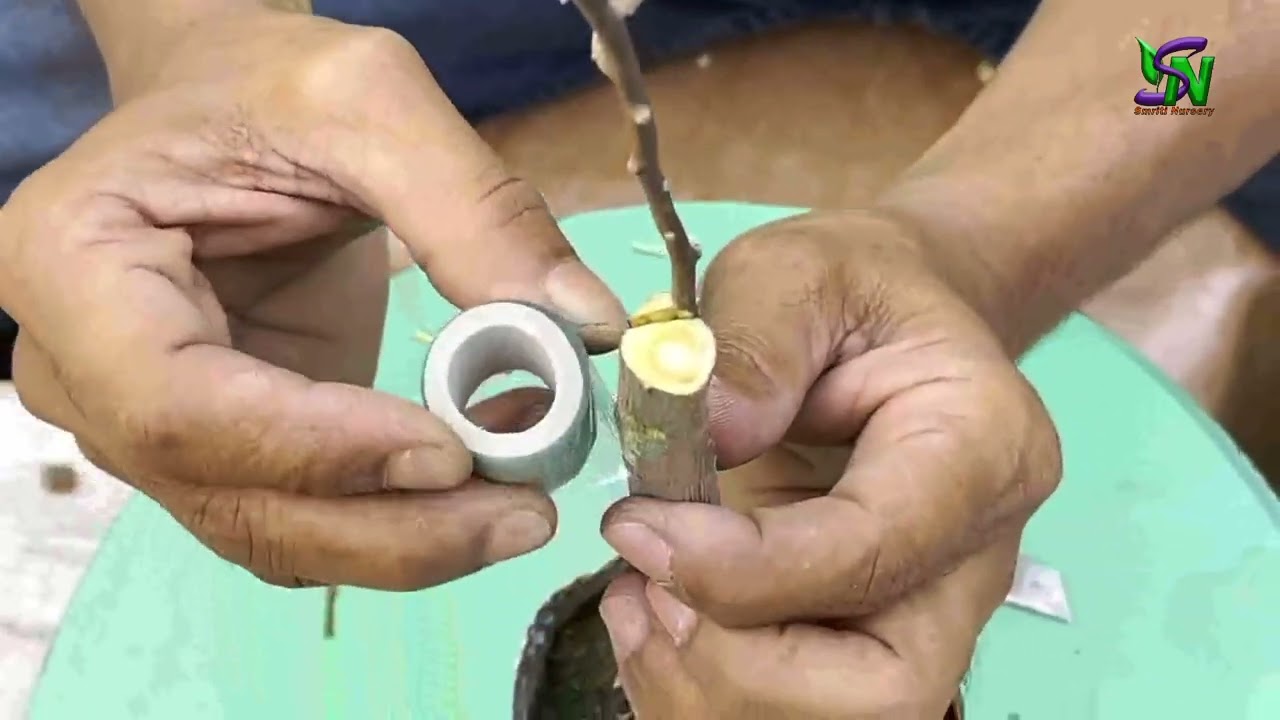 গ্রাফটিং এর অ আ ক খ, সহজে গ্রাফটিং , Grafting A B C D,