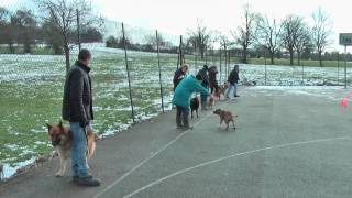 Sunny Hill Park Dog Training Part 3 - High Definition