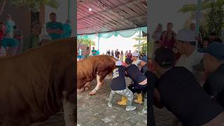 The Sacrificial Cow Fell It Was So Pitiful  This Is What Happened