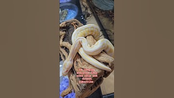 #reels #shorts #shortvideo #ballpython #pets #snake #animals #reptiles #fyp #lizard