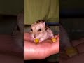 #hamster #hamsterkombat #pets #cute