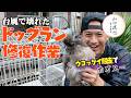 山口達也　ドッグラン修復のお手伝い