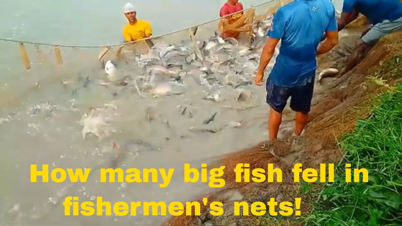 How many big fish fell in the fishermen's nets!#fishing - YouTube