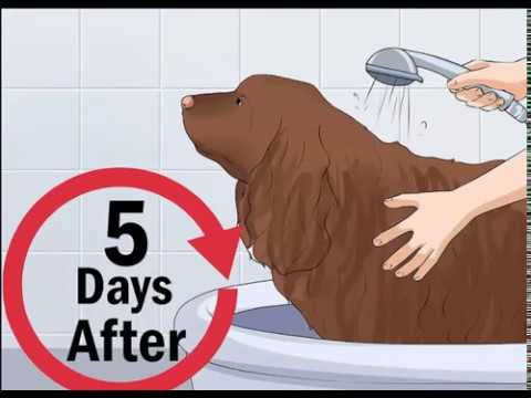 How to Clean a Mother Dog After She Gives Birth