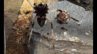 Mysterious Moving Egg Sac of Our Israeli Desert Huntsman Spider (Cerbalus Aravaensis)