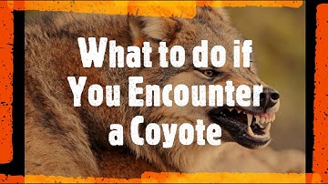 Coyotes & What to Do If You Encounter One