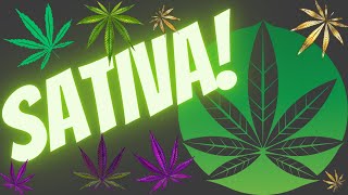 High On Life The Benefits Of Sativa Strains