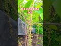 #bonsai #caytrong #caykiengquoccung
