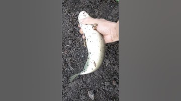 cắm câu cá lóc đồng dính toàn cá lóc khủng fishing