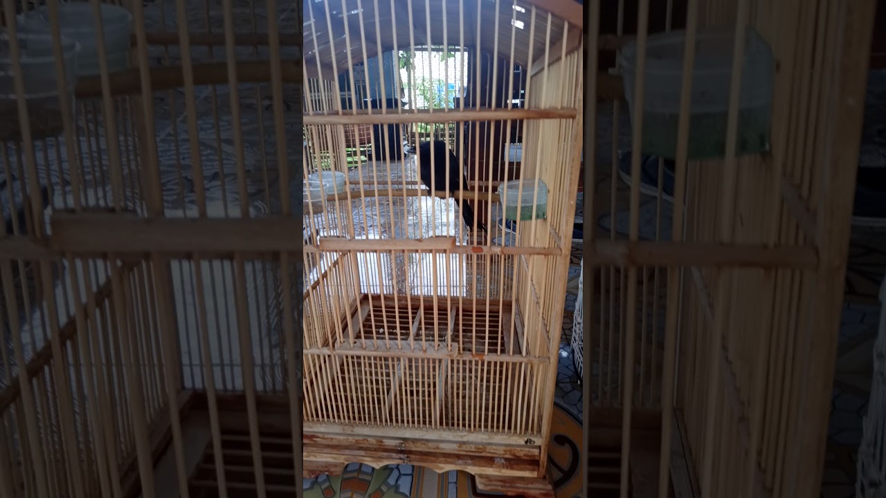 Cara agar burung srigunting gacor dor 
