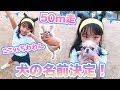 犬の名前決定！🐶こことチワワの50m走！どっちの方が速い！？【ここのの】