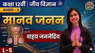 वाहृय जननेद्रिय | मानव जनन | Class 12 Biology | Ch 3 L-5 | Shalini Ma'am