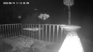 Archive Files of Birdbath Cam Compilation 20260821