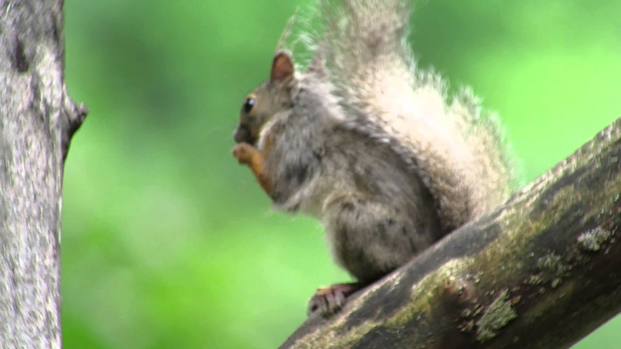 ニホンリス 軽井沢 2014 初夏 夏毛生え変わり（Japanese squirrel