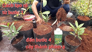 Cách tạo rễ nôm từ bước 1 đến bước 4 thành phẩm cho cây Mai Singapore ạ ĐT 0971203949 Mực