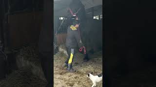 automobile #Nicu #pasiune #farm #viral #fyp #top #armasar #monta #Pijaca Ciljuge/ Zivinice#Berlin