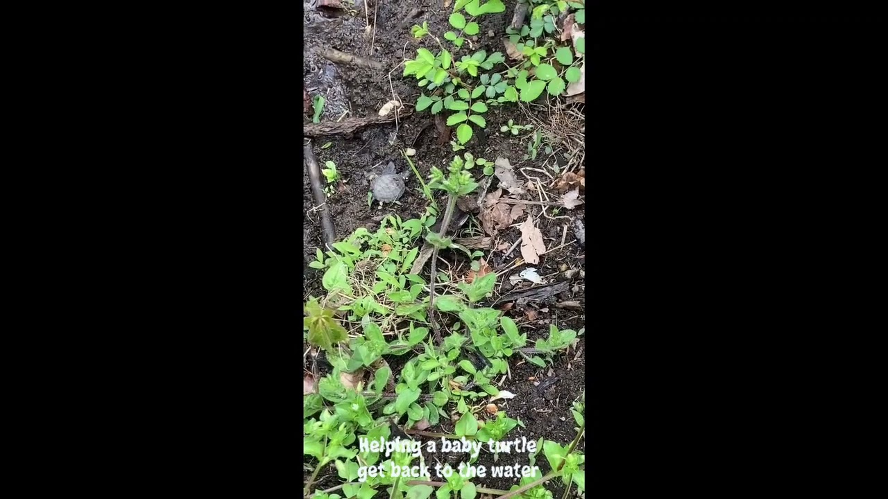 Wildlife of the Delaware River Basin: Eastern Painted Turtle
