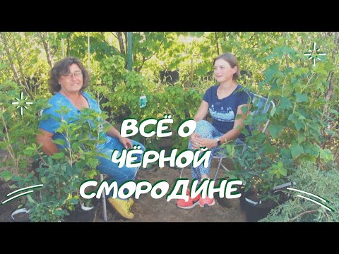 Всё о чёрной смородине