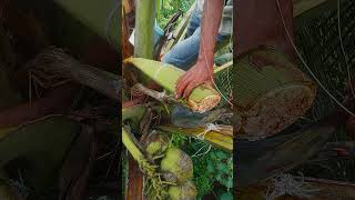 the art of tapping coconut flowers #agriculture #farming #cuttingskills #satisfying #tree